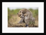 Cheetah grooming cub in Masai Mara National Reserve by Anonymous
