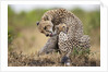 Cheetah grooming cub in Masai Mara National Reserve by Anonymous