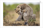 Cheetah grooming cub in Masai Mara National Reserve by Anonymous