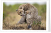 Cheetah grooming cub in Masai Mara National Reserve by Anonymous