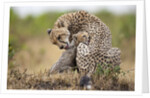 Cheetah grooming cub in Masai Mara National Reserve by Anonymous