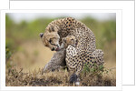 Cheetah grooming cub in Masai Mara National Reserve by Anonymous