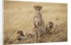 Female cheetah with cubs in tall grass by Anonymous