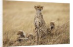 Female cheetah with cubs in tall grass by Anonymous