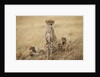 Female cheetah with cubs in tall grass by Anonymous