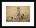 Female cheetah with cubs in tall grass by Anonymous