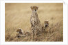 Female cheetah with cubs in tall grass by Anonymous