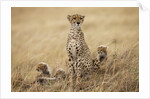 Female cheetah with cubs in tall grass by Anonymous