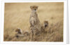 Female cheetah with cubs in tall grass by Anonymous