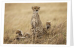 Female cheetah with cubs in tall grass by Anonymous