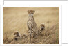 Female cheetah with cubs in tall grass by Anonymous