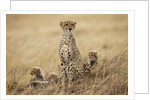 Female cheetah with cubs in tall grass by Anonymous