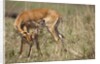 Impala cleaning newborn calf by Anonymous