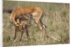 Impala cleaning newborn calf by Anonymous