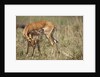 Impala cleaning newborn calf by Anonymous