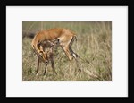 Impala cleaning newborn calf by Anonymous