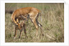 Impala cleaning newborn calf by Anonymous