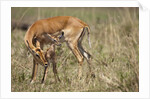 Impala cleaning newborn calf by Anonymous