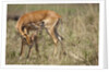 Impala cleaning newborn calf by Anonymous