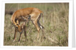 Impala cleaning newborn calf by Anonymous