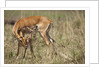 Impala cleaning newborn calf by Anonymous