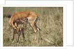 Impala cleaning newborn calf by Anonymous