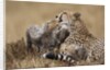 Cheetah grooming cub in Masai Mara National Reserve by Anonymous