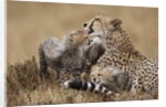 Cheetah grooming cub in Masai Mara National Reserve by Anonymous