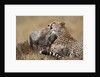 Cheetah grooming cub in Masai Mara National Reserve by Anonymous