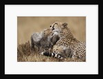 Cheetah grooming cub in Masai Mara National Reserve by Anonymous