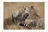 Cheetah grooming cub in Masai Mara National Reserve by Anonymous