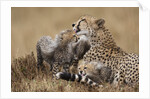 Cheetah grooming cub in Masai Mara National Reserve by Anonymous