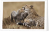 Cheetah grooming cub in Masai Mara National Reserve by Anonymous