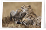 Cheetah grooming cub in Masai Mara National Reserve by Anonymous
