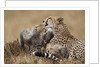 Cheetah grooming cub in Masai Mara National Reserve by Anonymous