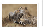 Cheetah grooming cub in Masai Mara National Reserve by Anonymous