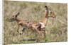 Newborn Impala taking first steps by Anonymous