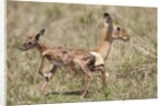 Newborn Impala taking first steps by Anonymous