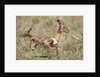 Newborn Impala taking first steps by Anonymous