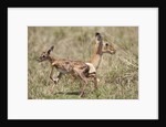 Newborn Impala taking first steps by Anonymous