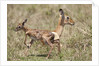 Newborn Impala taking first steps by Anonymous