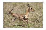 Newborn Impala taking first steps by Anonymous