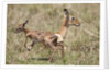 Newborn Impala taking first steps by Anonymous