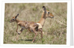 Newborn Impala taking first steps by Anonymous