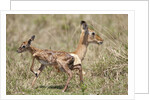 Newborn Impala taking first steps by Anonymous