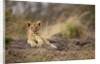 Lion cub resting on rocky outcrop in tall grass by Anonymous