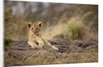 Lion cub resting on rocky outcrop in tall grass by Anonymous