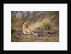 Lion cub resting on rocky outcrop in tall grass by Anonymous