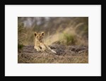 Lion cub resting on rocky outcrop in tall grass by Anonymous