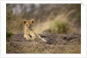 Lion cub resting on rocky outcrop in tall grass by Anonymous